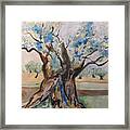 The Old Olive Tree Framed Print