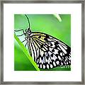 The Paper Kite Or Rice Paper Or Large Tree Nymph Butterfly Also Known As Idea Leuconoe Framed Print The Paper Kite Or Rice Paper Or Large Tree Nymph Butterfly Also Known As Idea Leuconoe Framed Print