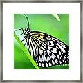 The Paper Kite Or Rice Paper Or Large Tree Nymph Butterfly Also Known As Idea Leuconoe Framed Print