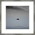 The Persevering Pelican Framed Print