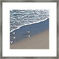 The Pied Sandpiper Framed Print