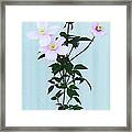 The Pink Clematis Framed Print