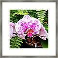 The Pink Puffy Orchid Framed Print