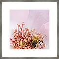 The Pollinator Framed Print