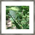 The Pondering Soul Framed Print