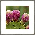 The Prickly Pear Framed Print