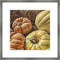 The Pumpkins Of Autumn Framed Print