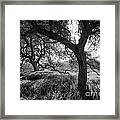 The Purity Of Light Framed Print
