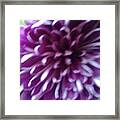 The Purple Flower Framed Print