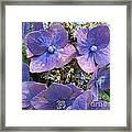 The Purple Hydrangea Flowers Framed Print