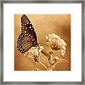 The Queen Butterfly Framed Print