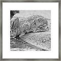 The Rabbit And The Water Framed Print