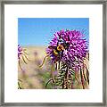 The Rare Bee 1 Framed Print