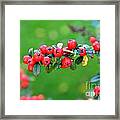 The Red Berries Framed Print