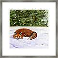 The Red Fox Of Winter Framed Print