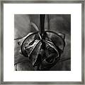 The Rolled Leaf Framed Print