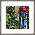 The Rose And The Blue Shutters Framed Print