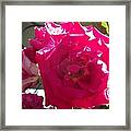The Rose Framed Print