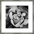 The Rose In Shades Of Gray Framed Print