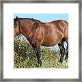 The Ruler Of The Wild Framed Print