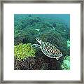 The Sea Turtle On Anemone Field Framed Print