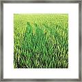 The Shadow Of #dreamers Walking On Framed Print