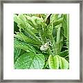 The Shy Goldenrod Crab Spider In The Beach Roses Framed Print