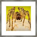 The Spider Series V Framed Print