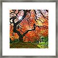Laceleaf Maple In Autumn With Sunstar At Portland Japanese Garden Framed Print