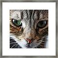 00002 The Stare Framed Print