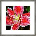 The Stargazer Framed Print