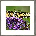 The Swallowtail Reigns Supreme Framed Print