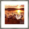 The Swan Family Framed Print