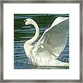 The Swan Rises Framed Print