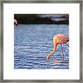 The Three Flamingos Framed Print