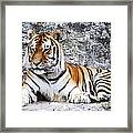The Tiger Framed Print