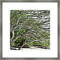 The Tree Framed Print
