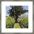 The Tree At The End Of The Row Framed Print