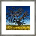 The Tree On Table Mountain Framed Print