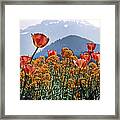 The Tulips In Bloom Framed Print