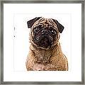 The Usual Suspects Framed Print The Usual Suspects Framed Print