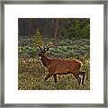 The Velveteen Elk Framed Print