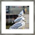 The Waiting Line Framed Print