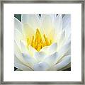 The Water Lilies Collection - 05 Framed Print