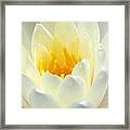 The Water Lilies Collection - 10 Framed Print