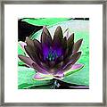 The Water Lilies Collection - Photopower 1116 Framed Print