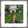 The Waterlily Framed Print