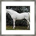 The White Horse Framed Print