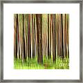 The Woods In Autumn Framed Print