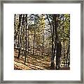 The Woods Framed Print